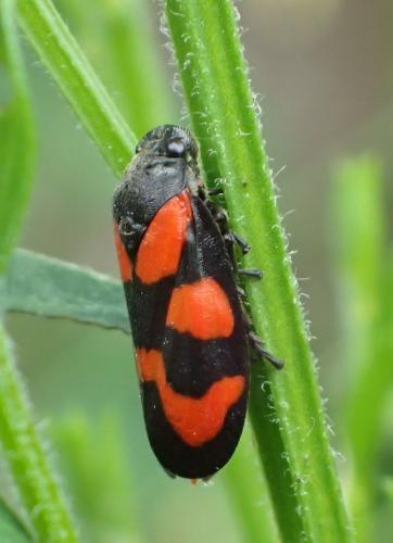 Cercopis vulnerata